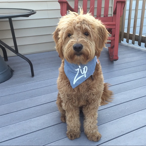 Meet your Posher, Jenny - Picture 3 of 5